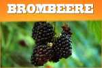 Brombeer Liquid von günstig bis Premium